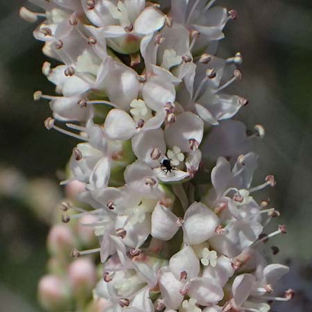 Tamarix tetrandra \ Vierm&auml;nnige Tamariske, Fr&uuml;hlings-Tamariske / Four-Stamen Tamarisk, Zypern/Cyprus Akrotiri 23.3.2025