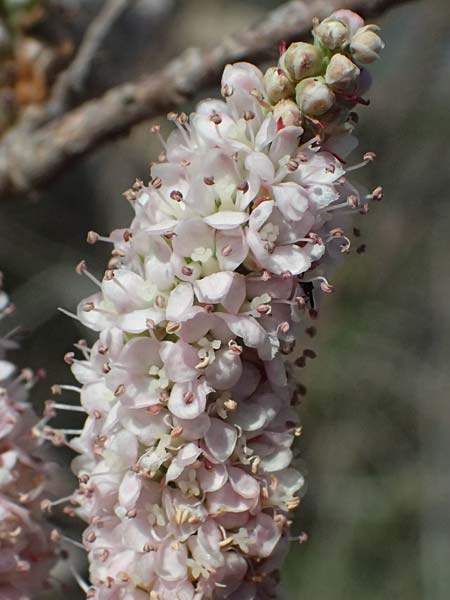 Tamarix tetrandra \ Vierm&auml;nnige Tamariske, Fr&uuml;hlings-Tamariske / Four-Stamen Tamarisk, Zypern/Cyprus Akrotiri 23.3.2025