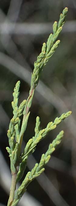 Tamarix tetrandra \ Vierm&auml;nnige Tamariske, Fr&uuml;hlings-Tamariske / Four-Stamen Tamarisk, Zypern/Cyprus Akrotiri 23.3.2025