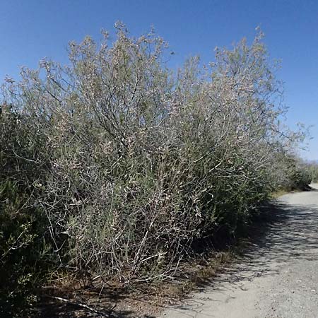 Tamarix tetrandra \ Vierm&auml;nnige Tamariske, Fr&uuml;hlings-Tamariske / Four-Stamen Tamarisk, Zypern/Cyprus Akrotiri 23.3.2025