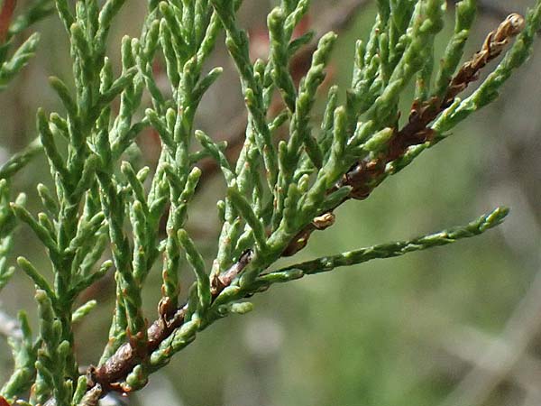 Tamarix tetrandra \ Vierm&auml;nnige Tamariske, Fr&uuml;hlings-Tamariske / Four-Stamen Tamarisk, Zypern/Cyprus Prov.  Paphos,  Episkopi 31.3.2025