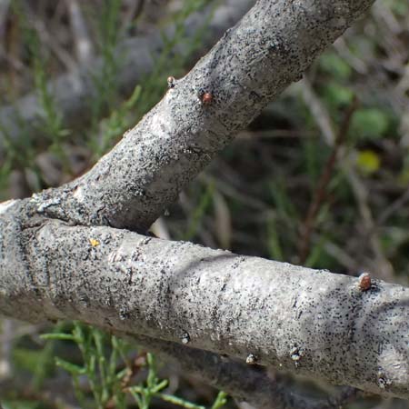 Tamarix tetrandra \ Vierm&auml;nnige Tamariske, Fr&uuml;hlings-Tamariske / Four-Stamen Tamarisk, Zypern/Cyprus Prov.  Paphos,  Episkopi 31.3.2025