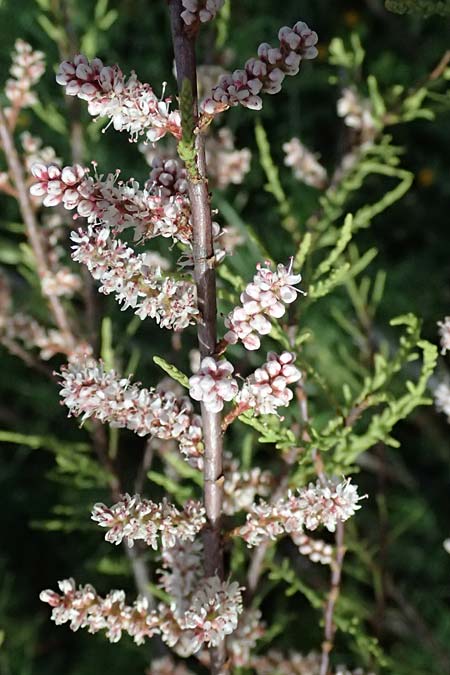 Tamarix tetrandra \ Vierm&auml;nnige Tamariske, Fr&uuml;hlings-Tamariske / Four-Stamen Tamarisk, Zypern/Cyprus Prov.  Paphos,  Episkopi 31.3.2025