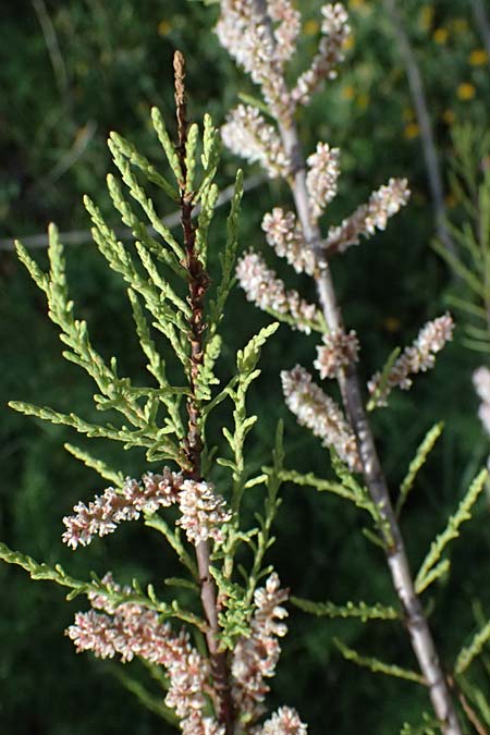 Tamarix tetrandra \ Vierm&auml;nnige Tamariske, Fr&uuml;hlings-Tamariske / Four-Stamen Tamarisk, Zypern/Cyprus Prov.  Paphos,  Episkopi 31.3.2025
