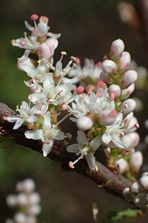 Tamarix tetrandra \ Vierm&auml;nnige Tamariske, Fr&uuml;hlings-Tamariske / Four-Stamen Tamarisk, Zypern/Cyprus Prov.  Paphos,  Episkopi 31.3.2025