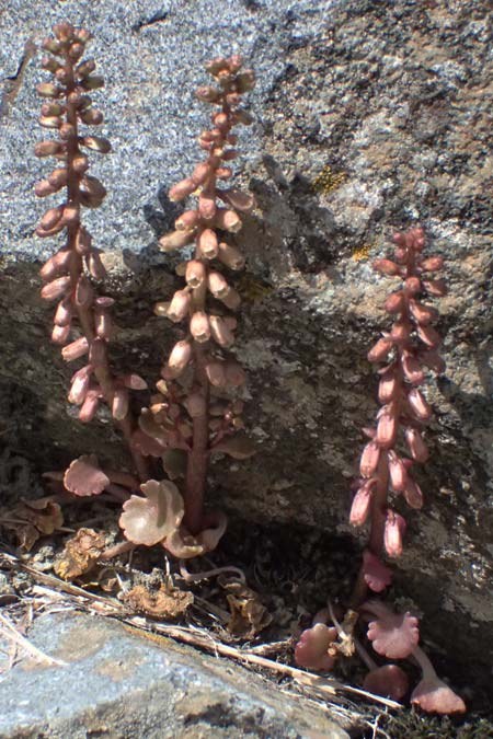 Umbilicus rupestris \ Hngendes Nabelkraut / Navelwort, Zypern/Cyprus Lagoudera 26.3.2025