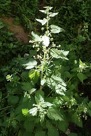 Urtica pilulifera \ Pillen-Brenn-Nessel / Roman Nettle, Zypern/Cyprus Avakas Gorge 22.3.2025