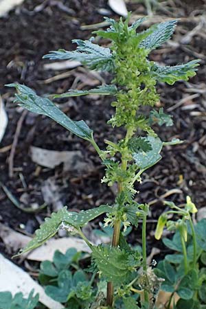 Urtica urens \ Kleine Brenn-Nessel / Small Nettle, Zypern/Cyprus Limassol 20.3.2025