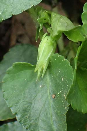 Viola sieheana \ Siehes Veilchen / Siehe's Violet, Zypern/Cyprus Platres 28.3.2025