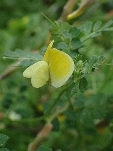 Vicia hybrida \ Hybrid-Wicke / Hairy Vellow-Vetch, Zypern/Cyprus Kato Archimandrita 1.4.2025