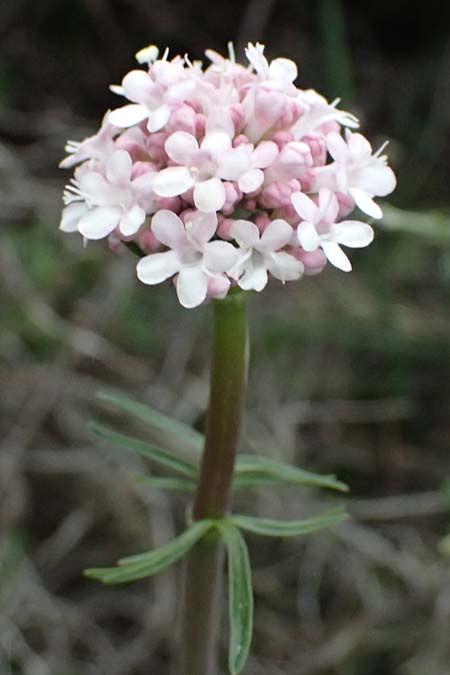 Valeriana dioscoridis \ Dioskorides-Baldrian / Dioscoridis Valerian, Zypern/Cyprus Akamas, Neo Chorio 20.3.2025