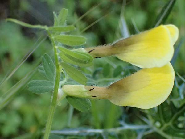 Vicia hybrida \ Hybrid-Wicke / Hairy Vellow-Vetch, Zypern/Cyprus Skarfou Bridge 20.3.2025