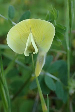 Vicia hybrida \ Hybrid-Wicke / Hairy Vellow-Vetch, Zypern/Cyprus Skarfou Bridge 20.3.2025