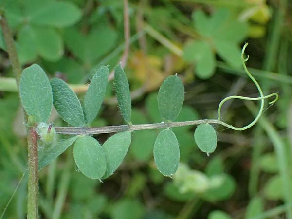 Vicia hybrida \ Hybrid-Wicke / Hairy Vellow-Vetch, Zypern/Cyprus Skarfou Bridge 20.3.2025
