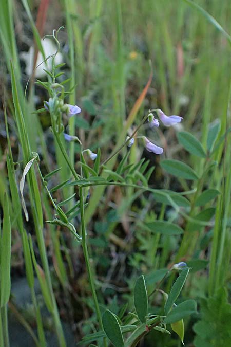 Ervum gracile \ Zierliche Wicke / Slender Tare, Zypern/Cyprus Skarfou Bridge 20.3.2025
