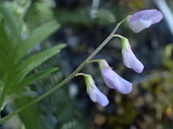 Ervum gracile \ Zierliche Wicke / Slender Tare, Zypern/Cyprus Skarfou Bridge 20.3.2025