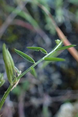 Ervum gracile \ Zierliche Wicke / Slender Tare, Zypern/Cyprus Skarfou Bridge 20.3.2025