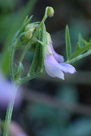 Ervum gracile \ Zierliche Wicke / Slender Tare, Zypern/Cyprus Skarfou Bridge 20.3.2025