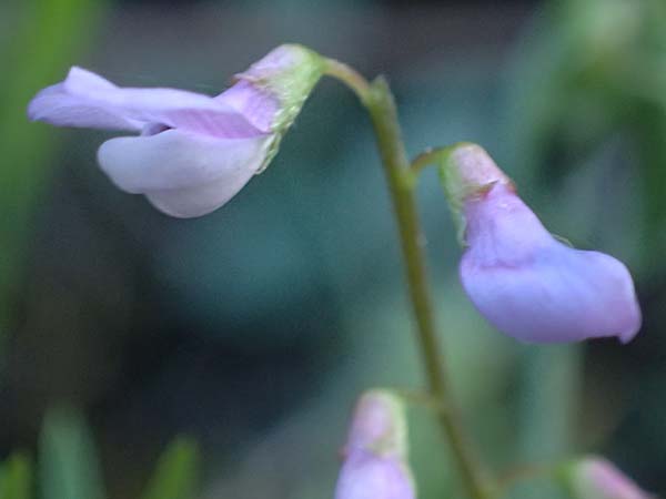 Ervum gracile \ Zierliche Wicke / Slender Tare, Zypern/Cyprus Skarfou Bridge 20.3.2025
