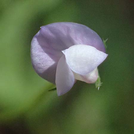 Vicia bithynica \ Bithynische Wicke / Bithynian Vetch, Zypern/Cyprus Nikitari 24.3.2025