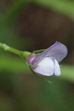 Vicia bithynica \ Bithynische Wicke / Bithynian Vetch, Zypern/Cyprus Nikitari 24.3.2025