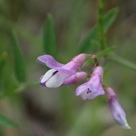 Vicia palaestina \ Pal�stina-Wicke, Zypern Pano Lefkara 25.3.2025