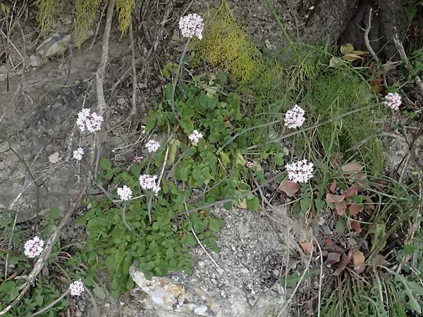 Valeriana dioscoridis \ Dioskorides-Baldrian / Dioscoridis Valerian, Zypern/Cyprus Pano Lefkara 25.3.2025