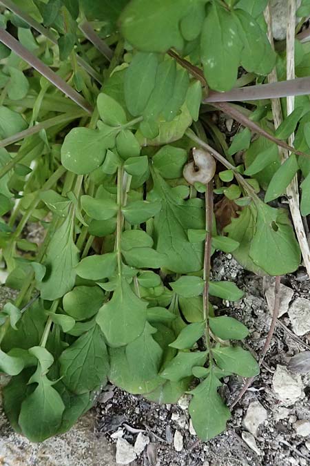 Valeriana dioscoridis \ Dioskorides-Baldrian / Dioscoridis Valerian, Zypern/Cyprus Pano Lefkara 25.3.2025