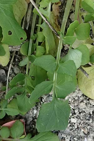 Valeriana dioscoridis \ Dioskorides-Baldrian / Dioscoridis Valerian, Zypern/Cyprus Pano Lefkara 25.3.2025