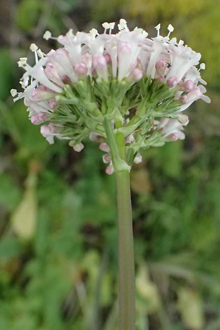 Valeriana dioscoridis \ Dioskorides-Baldrian / Dioscoridis Valerian, Zypern/Cyprus Pano Lefkara 25.3.2025
