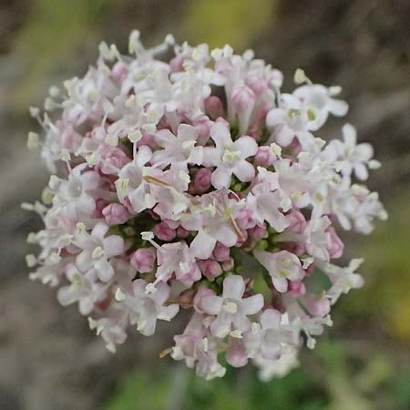 Valeriana dioscoridis \ Dioskorides-Baldrian / Dioscoridis Valerian, Zypern/Cyprus Pano Lefkara 25.3.2025