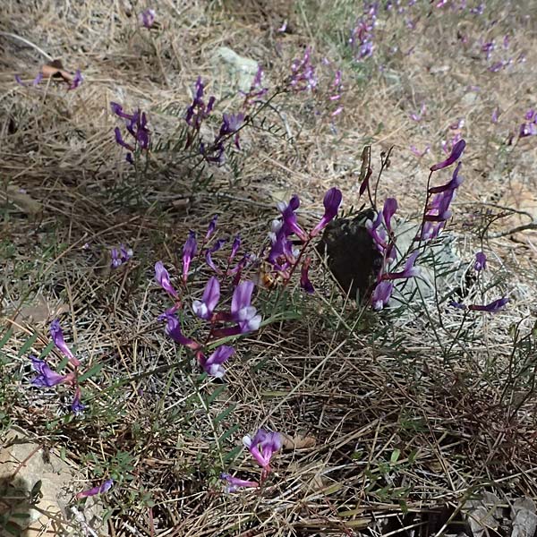 Vicia cretica \ Kretische Wicke, Zypern Lagoudera 26.3.2025