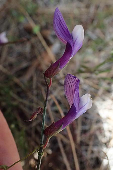 Vicia cretica \ Kretische Wicke, Zypern Lagoudera 26.3.2025