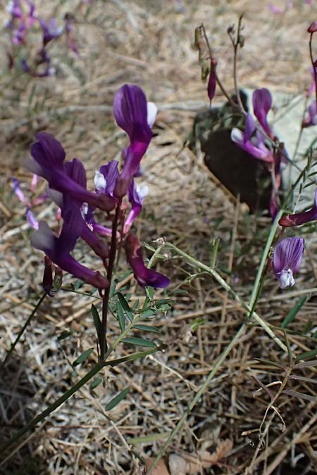 Vicia cretica \ Kretische Wicke, Zypern Lagoudera 26.3.2025