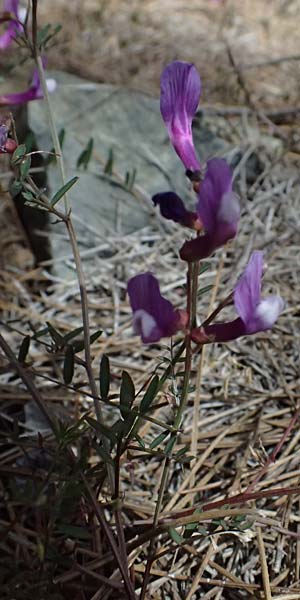 Vicia cretica \ Kretische Wicke, Zypern Lagoudera 26.3.2025