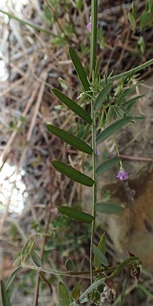 Vicia cretica \ Kretische Wicke, Zypern Lagoudera 26.3.2025