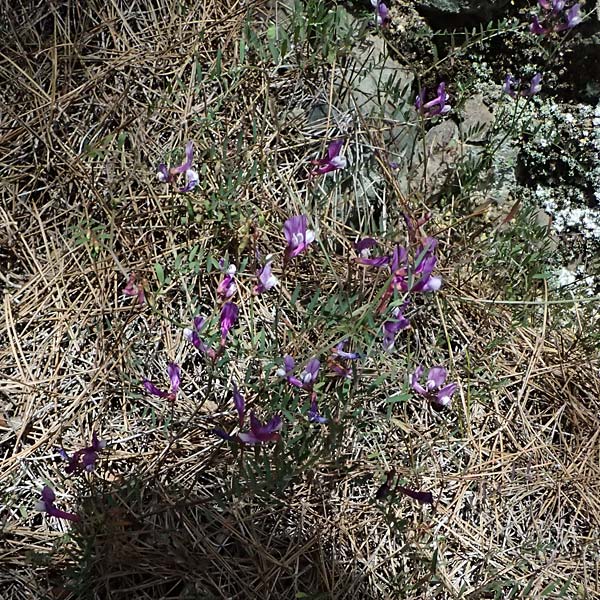 Vicia cretica \ Kretische Wicke, Zypern Lagoudera 26.3.2025
