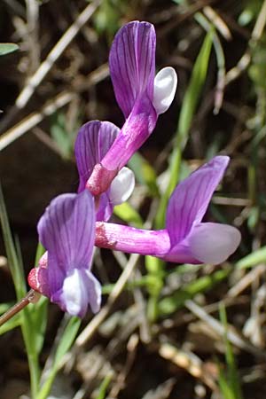 Vicia cretica \ Kretische Wicke, Zypern Lagoudera 26.3.2025