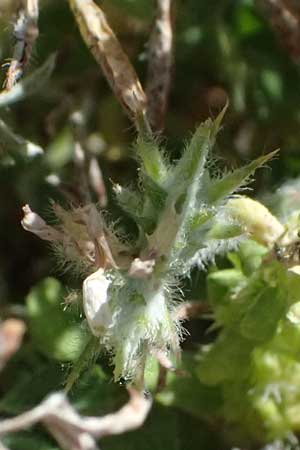 Onobrychis crista-galli \ Hahnenkamm-Esparsette, Zypern Kourion 29.3.2025