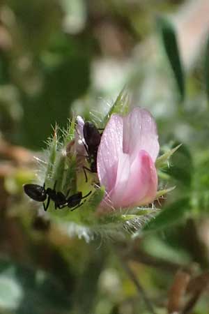 Onobrychis crista-galli \ Hahnenkamm-Esparsette, Zypern Kourion 29.3.2025