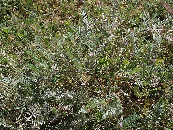 Onobrychis crista-galli \ Hahnenkamm-Esparsette, Zypern Kourion 29.3.2025