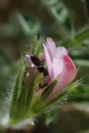 Onobrychis crista-galli \ Hahnenkamm-Esparsette, Zypern Kourion 29.3.2025