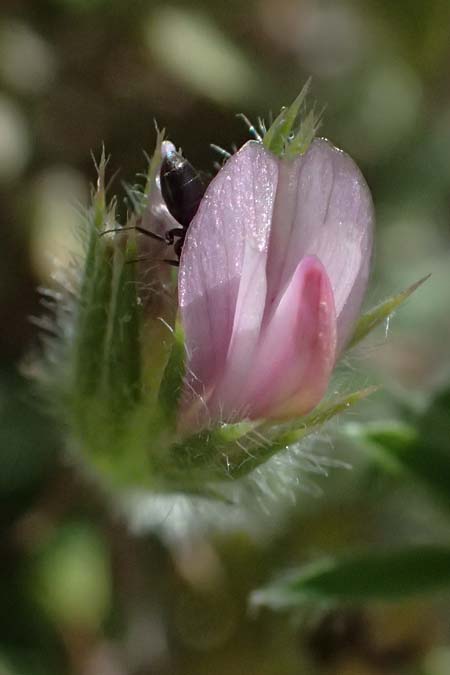 Onobrychis crista-galli \ Hahnenkamm-Esparsette, Zypern Kourion 29.3.2025