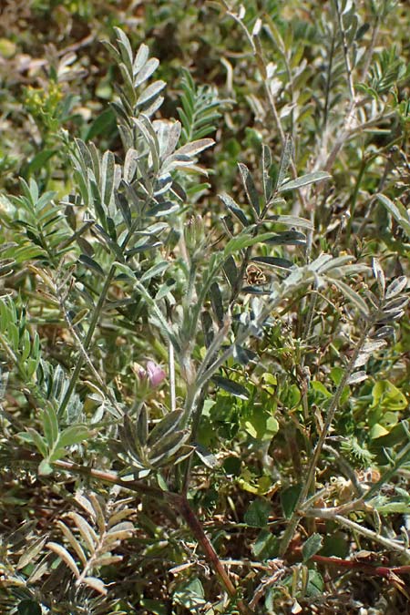 Onobrychis crista-galli \ Hahnenkamm-Esparsette, Zypern Kourion 29.3.2025