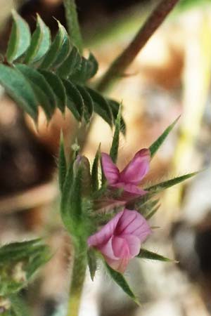 Onobrychis crista-galli \ Hahnenkamm-Esparsette, Zypern Prov. Paphos, Episkopi 31.3.2025