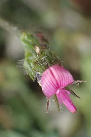Onobrychis crista-galli \ Hahnenkamm-Esparsette, Zypern Prov. Paphos, Episkopi 31.3.2025