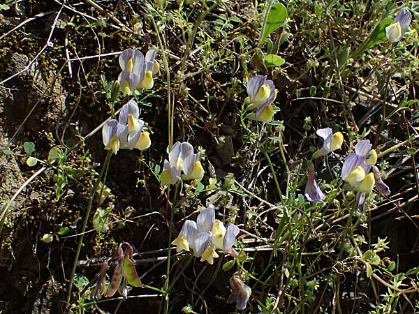 Vicia lunata \ Halbmondf�rmige Wicke, Zypern Nikitari 24.3.2025