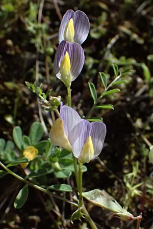 Vicia lunata \ Halbmondf�rmige Wicke, Zypern Nikitari 24.3.2025