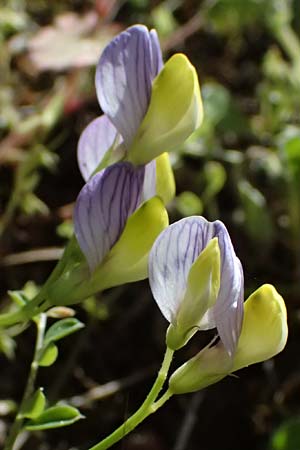 Vicia lunata \ Halbmondf�rmige Wicke, Zypern Nikitari 24.3.2025
