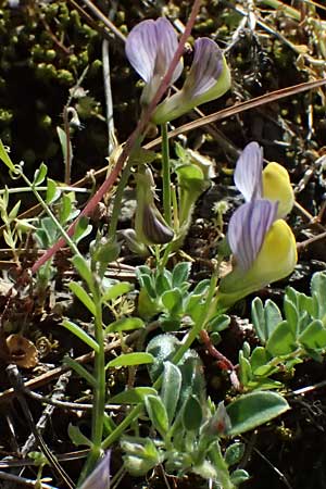 Vicia lunata \ Halbmondf�rmige Wicke, Zypern Nikitari 24.3.2025